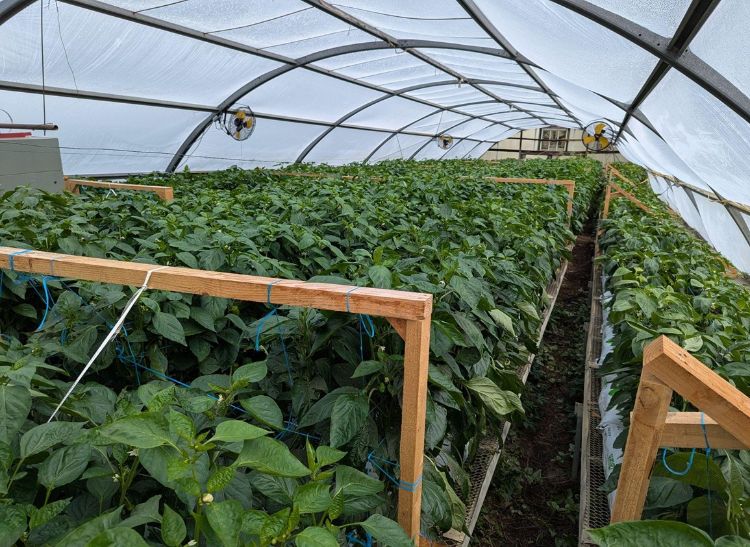 Rows of peppers bearing fruit in a greenhouse.