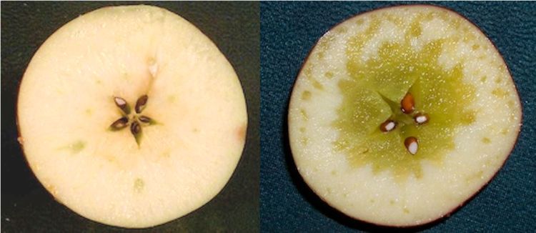 Watercore in Michigan apples