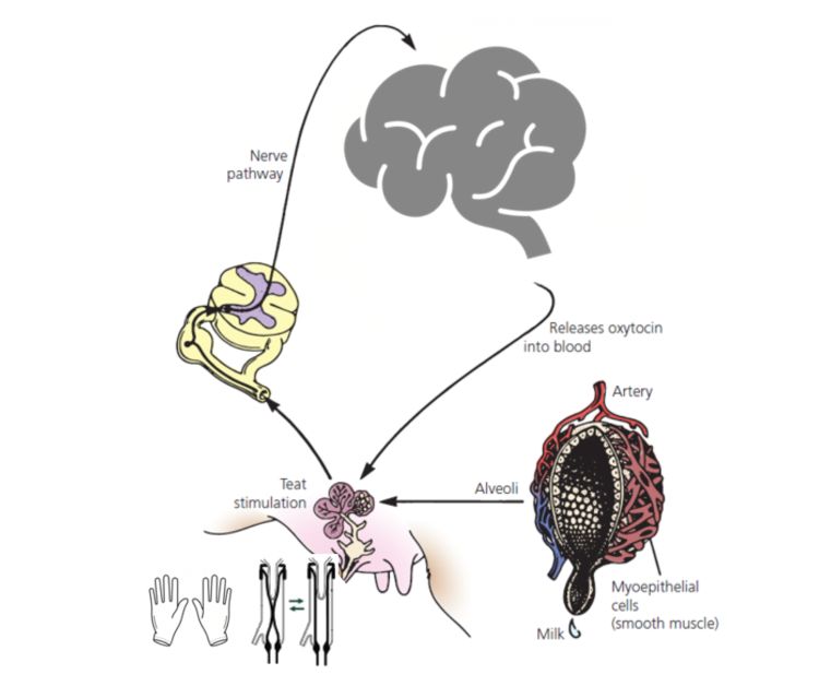 Diagram showing the milk let-down reflex during breastfeeding. Teat stimulation sends a nerve signal from the nipple to the brain. The brain responds by releasing oxytocin into the bloodstream, which travels to the mammary gland. Oxytocin causes myoepithelial (smooth muscle) cells around the alveoli to contract, pushing milk from the alveoli into the ducts and out through the nipple.