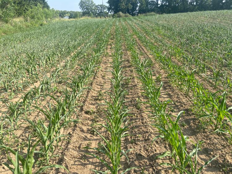 Corn leaves starting to roll.