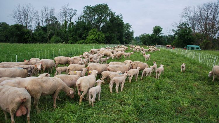flock of white sheep on a green pasture