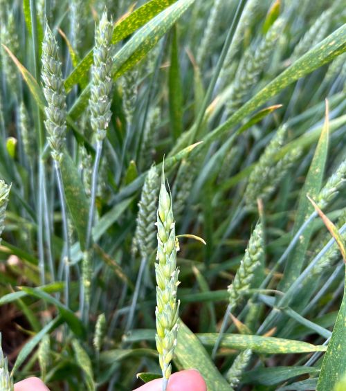 White anthers emerging from wheat heads.