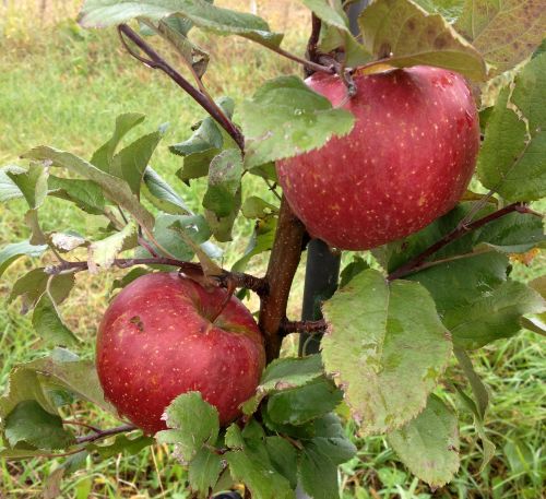 Evercrisp apples