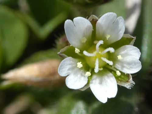 Mouseear Chickweed7.jpg