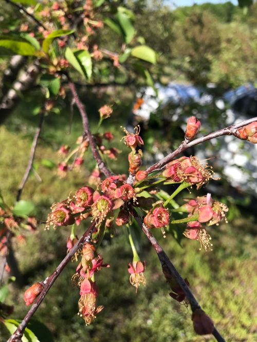 Close up of cherry buds on a tree.