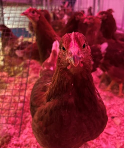 chicken looking at the camera with other chickens in the back. All chickens are lit in red lighting.