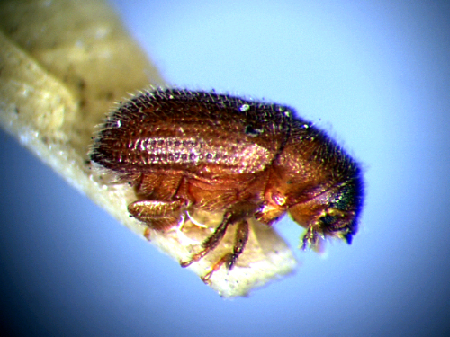  Adult body is brown with many punctures surrounding yellowish hairs. 