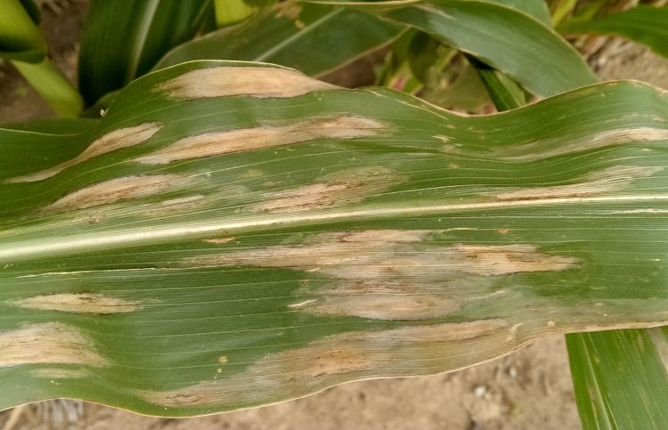 Close up of leaves demonstrating typical tan-colored, cigar-shaped lesions.