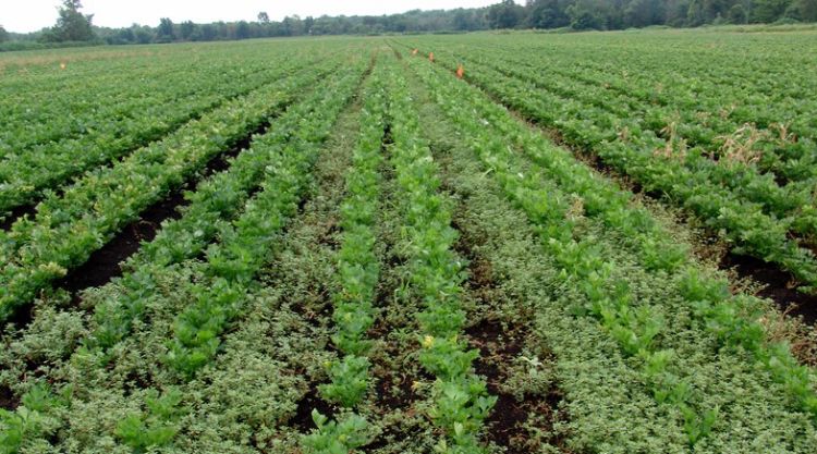 Celery field with purslane