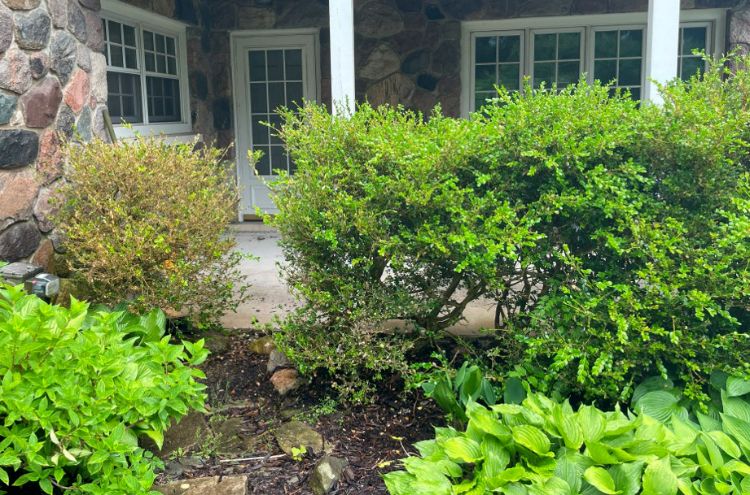 The boxwood shrub at the left of this photo shows signs of severe defoliation due to feeding by box tree moth caterpillars. Photo by Caitlin Splawski, MSU Extension.
