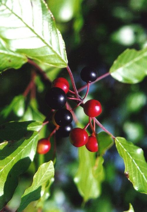 Glossy buckthorn prefers moister sites near wetlands while common buckthorn is a more upland invader.