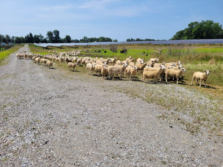 cream colored sheep walk between green grass and a gravel road with black solar panels in the background