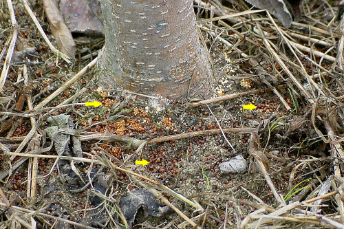 The mycelium disappears, leaving behind masses of hardened fungal bodies (sclerotia).