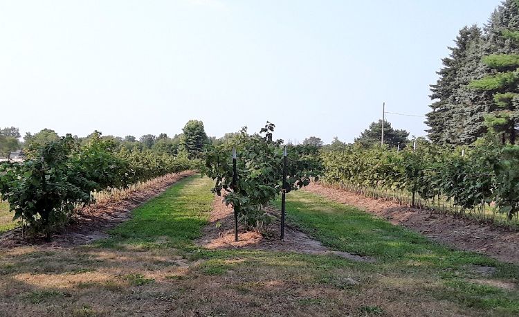 Raspberry field