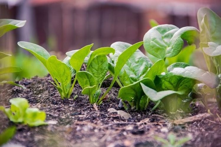 Leafy green plants sprouting up from dark soil.