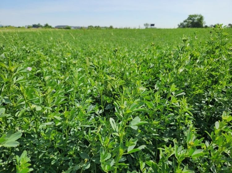 photo of green alfalfa plants growing in a field