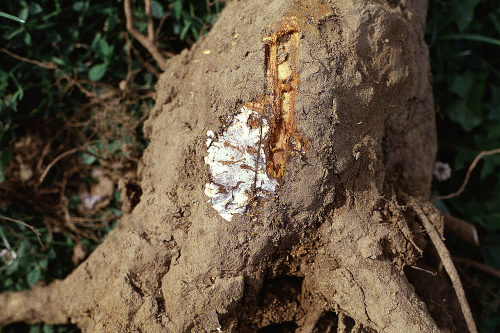  Bark at crown and roots sloughs off to expose dense, white fungal growth. 