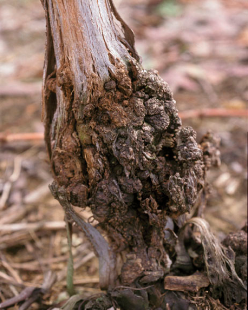  Old galls look woody and fissured. 