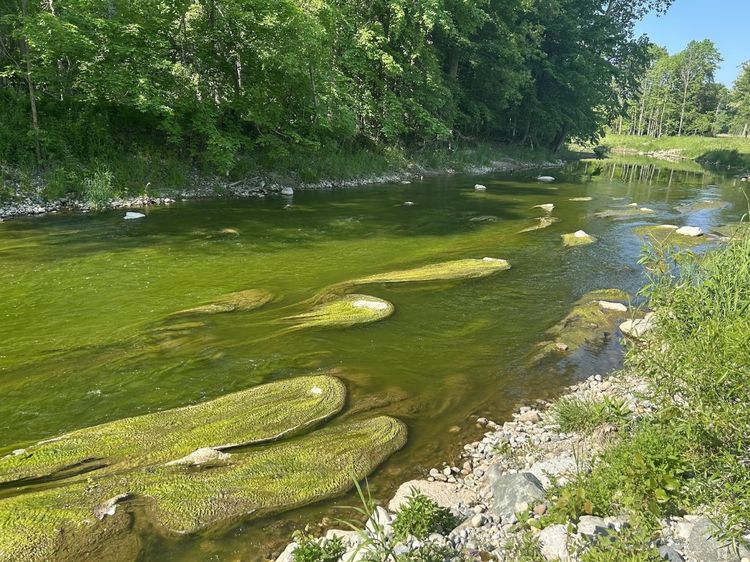 Looking at a river from the bank. Green algae can be seen throughout the water. It is filamentous green algae and not a harmfal algal bloom.