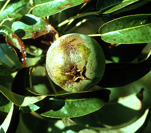 Sooty mold grows in the â€œhoneydewâ€ left by motile stages.