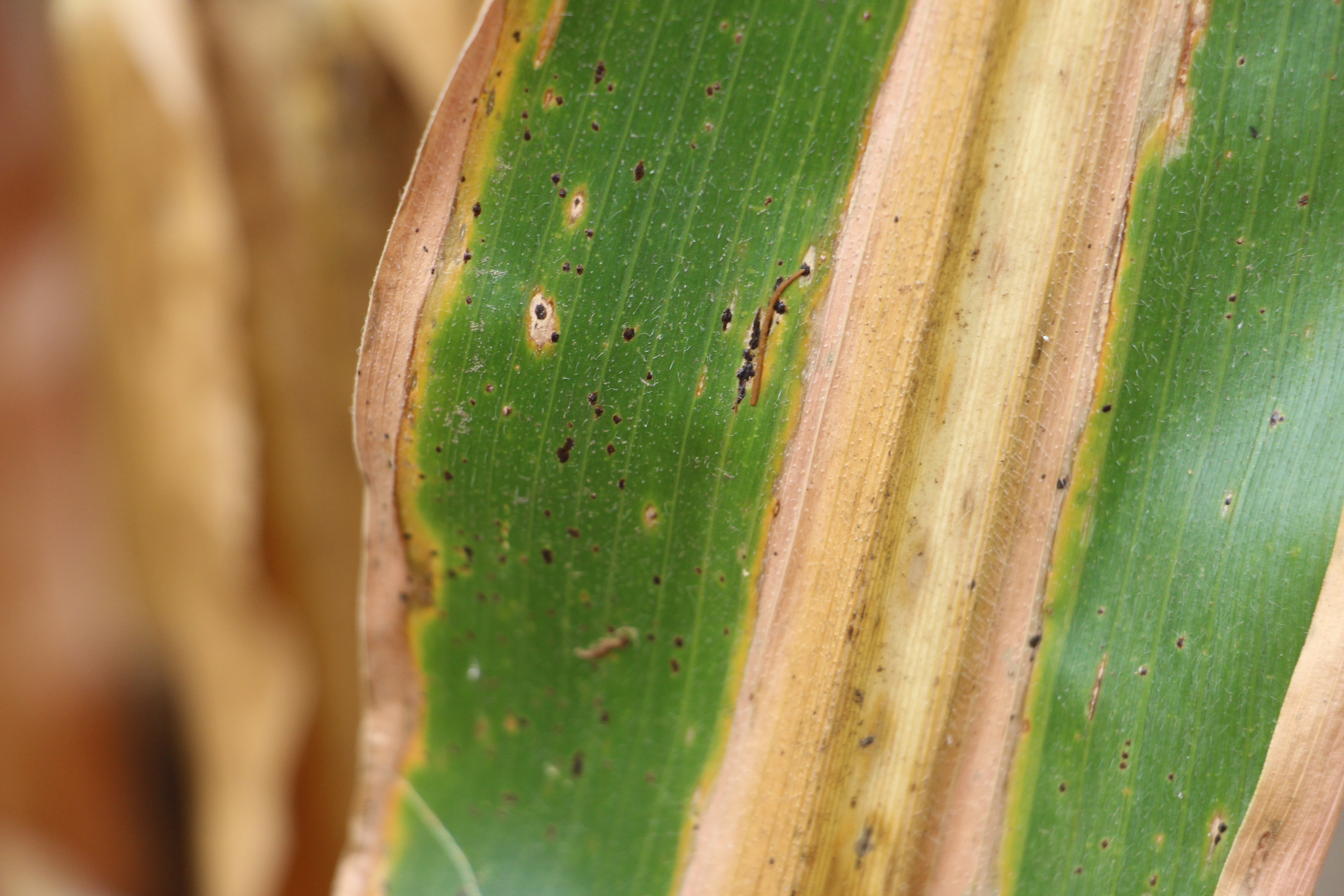 tar spot on corn leaf