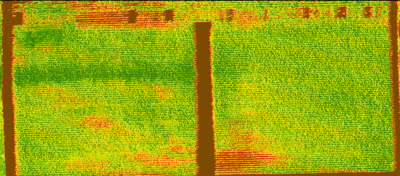 NDVI image of corn