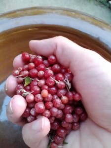 Fistful of autumn olives