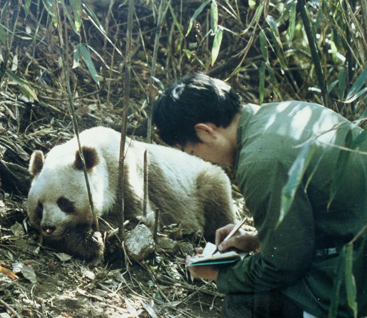 Observing a Qinling panda