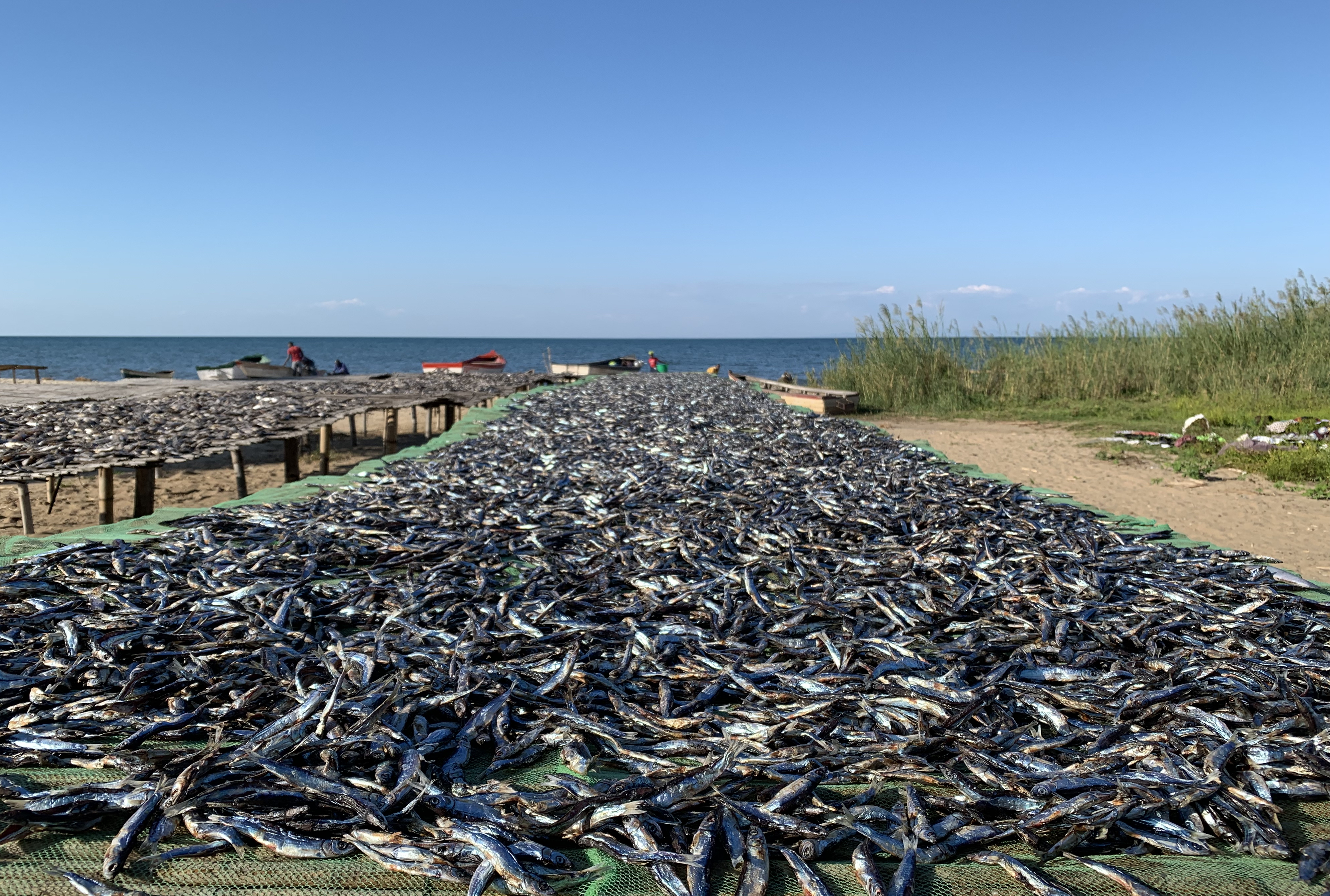 Fish_Drying2