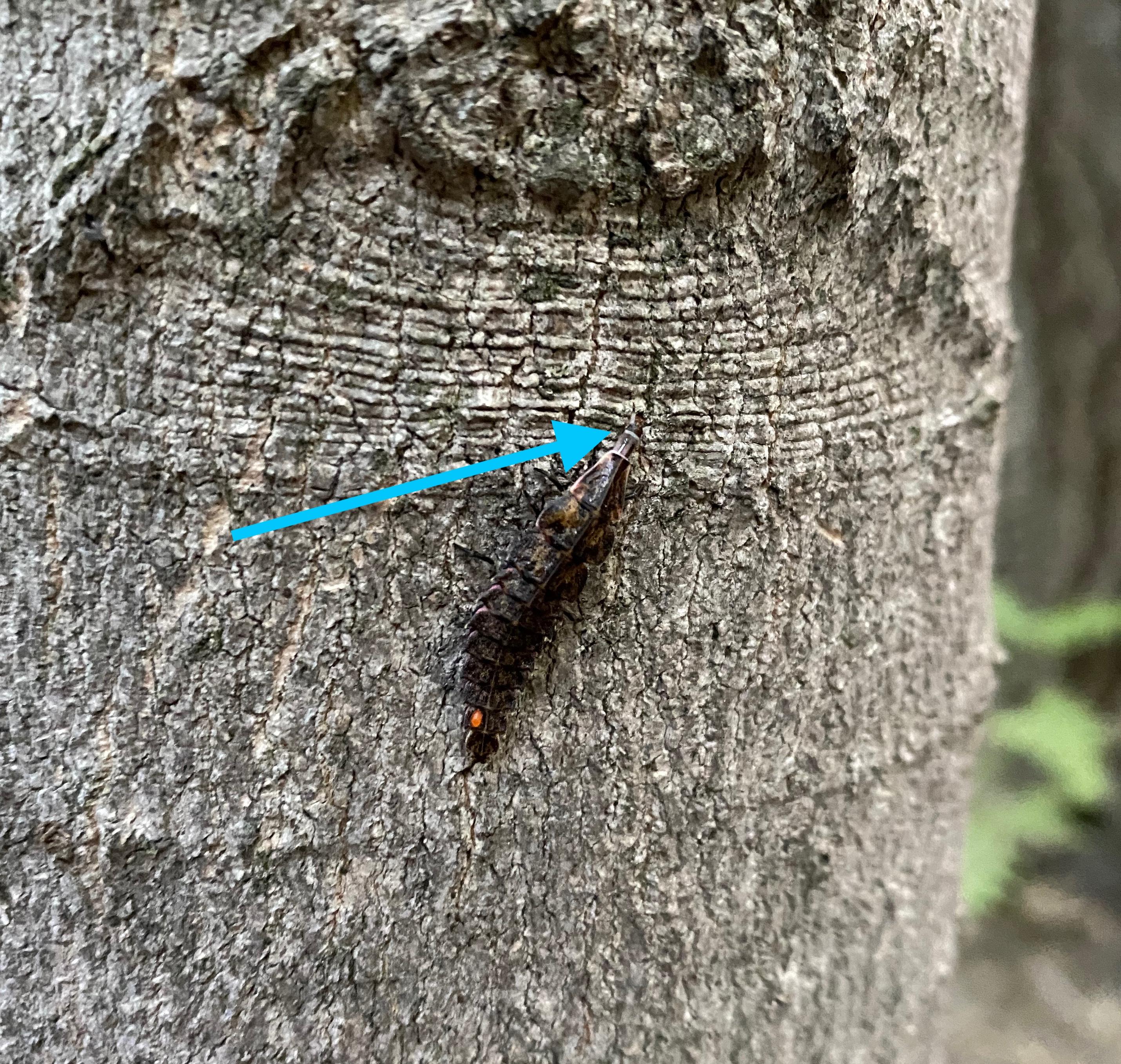 firefly eating prey