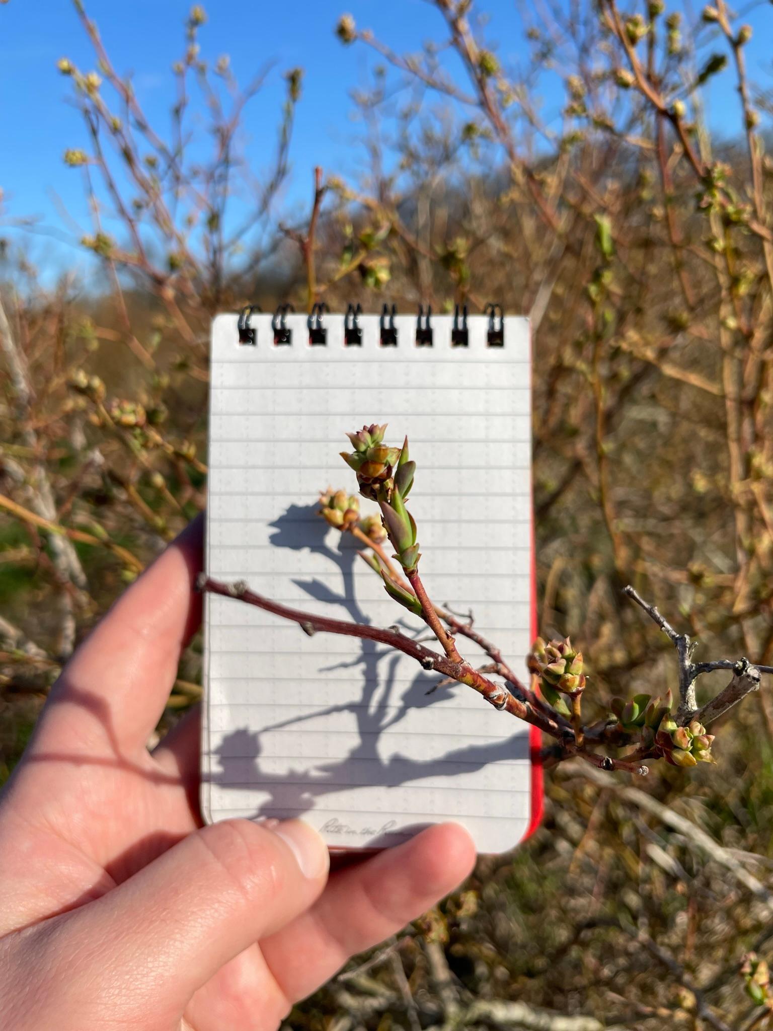 Blueberries at tight cluster stage.