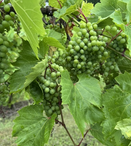 Frontenac grapes at bunch closure