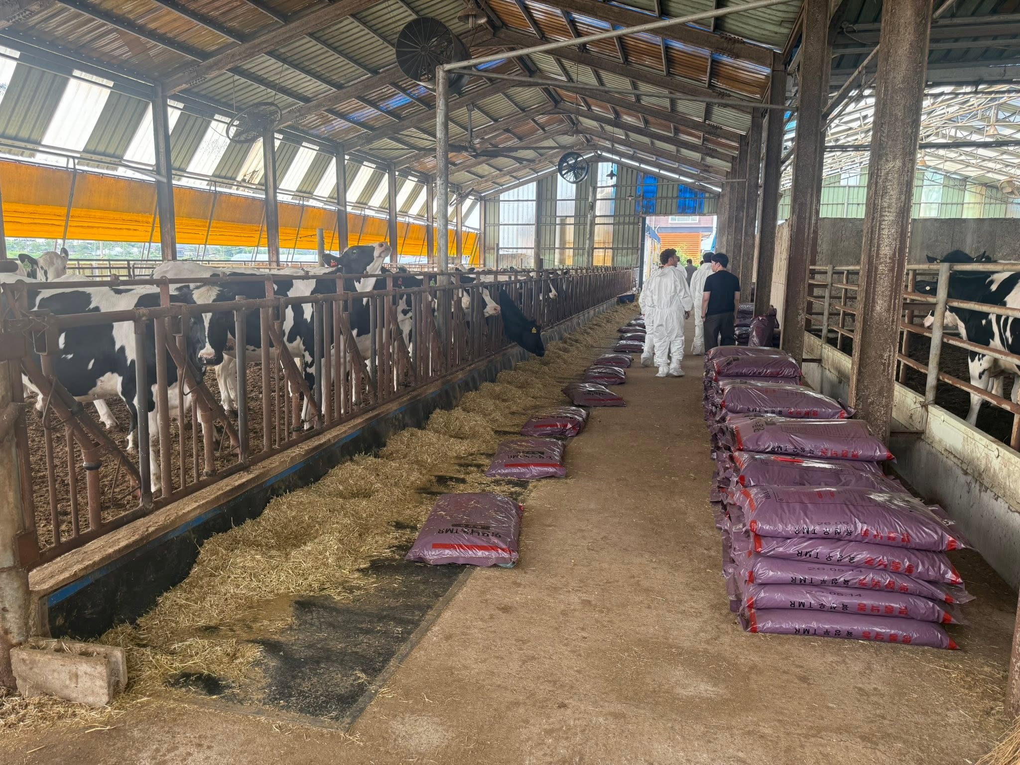 A group of people walking down the aisle of a dairy barn with dairy cows.