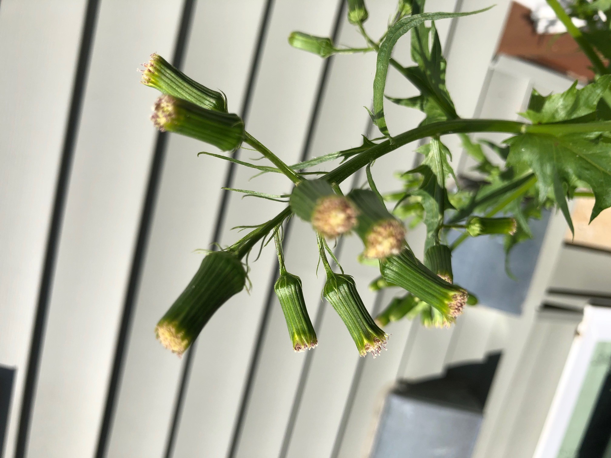 American burnweed flower