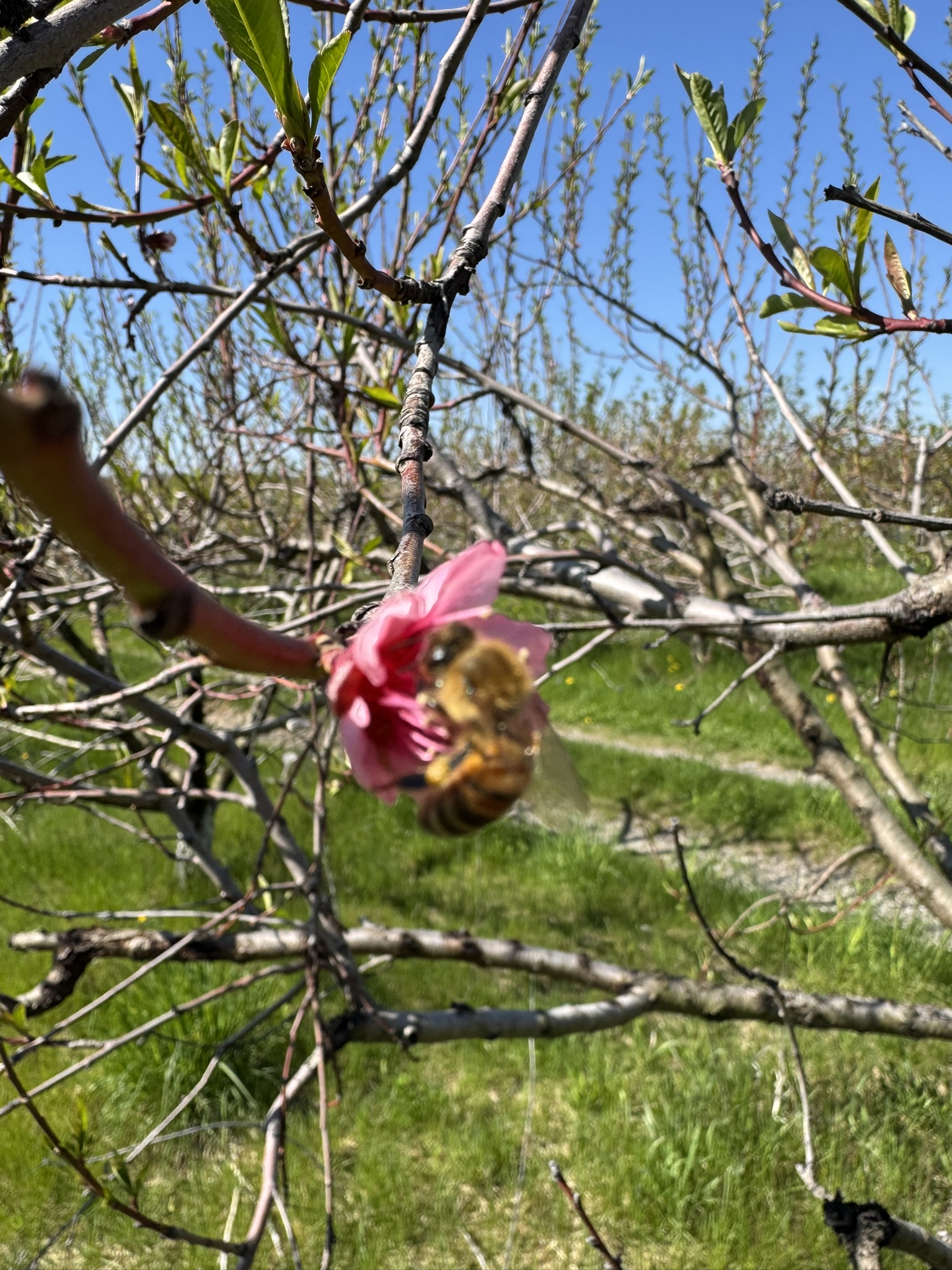 Peach_Spicers_May4_2026.JPEG