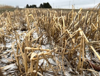 Residue from oat cover crop.