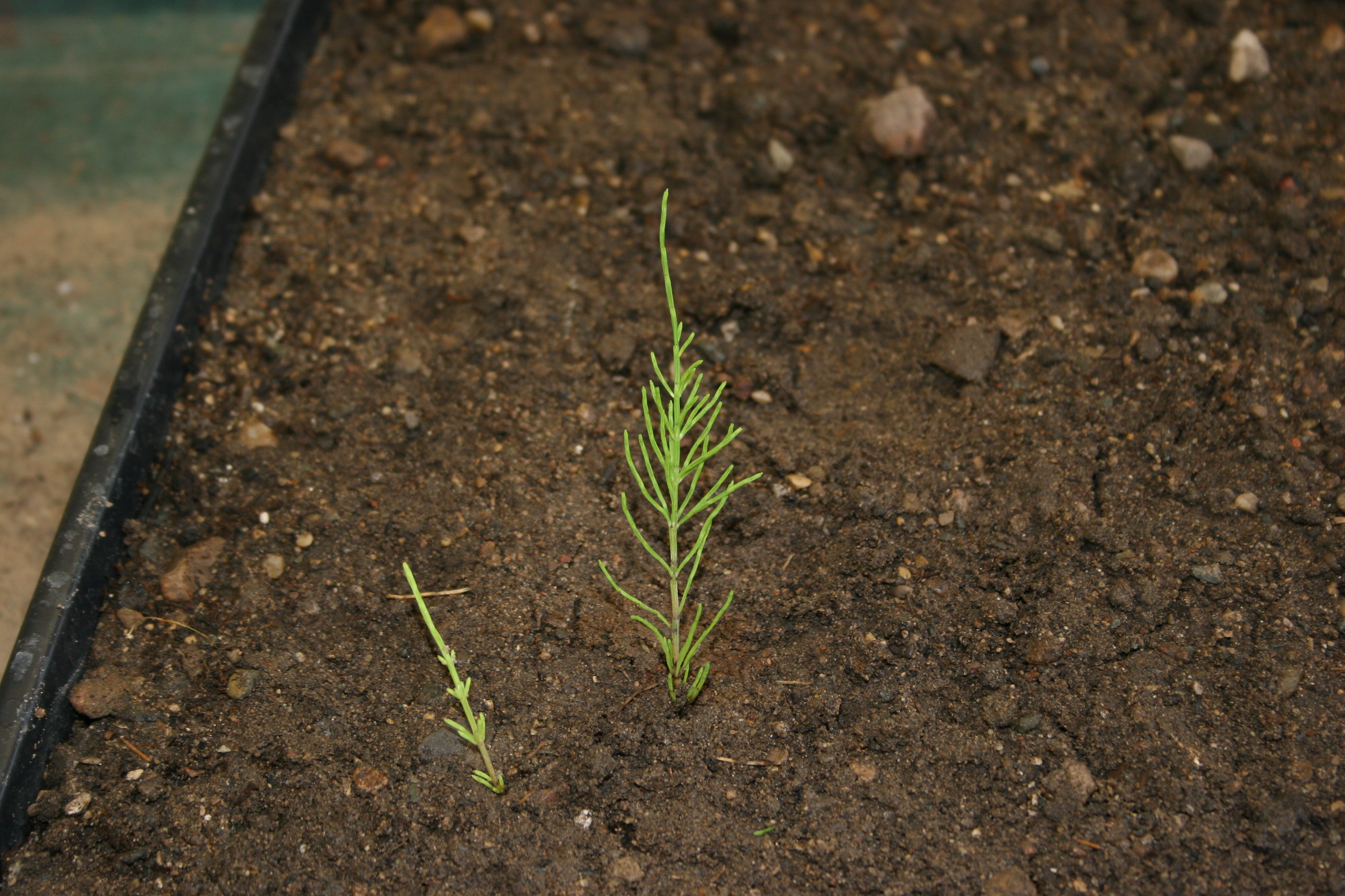 The photo is a vegetative stem of field horsetail.  The plants are small, green, and have a bottle brush appearance.  