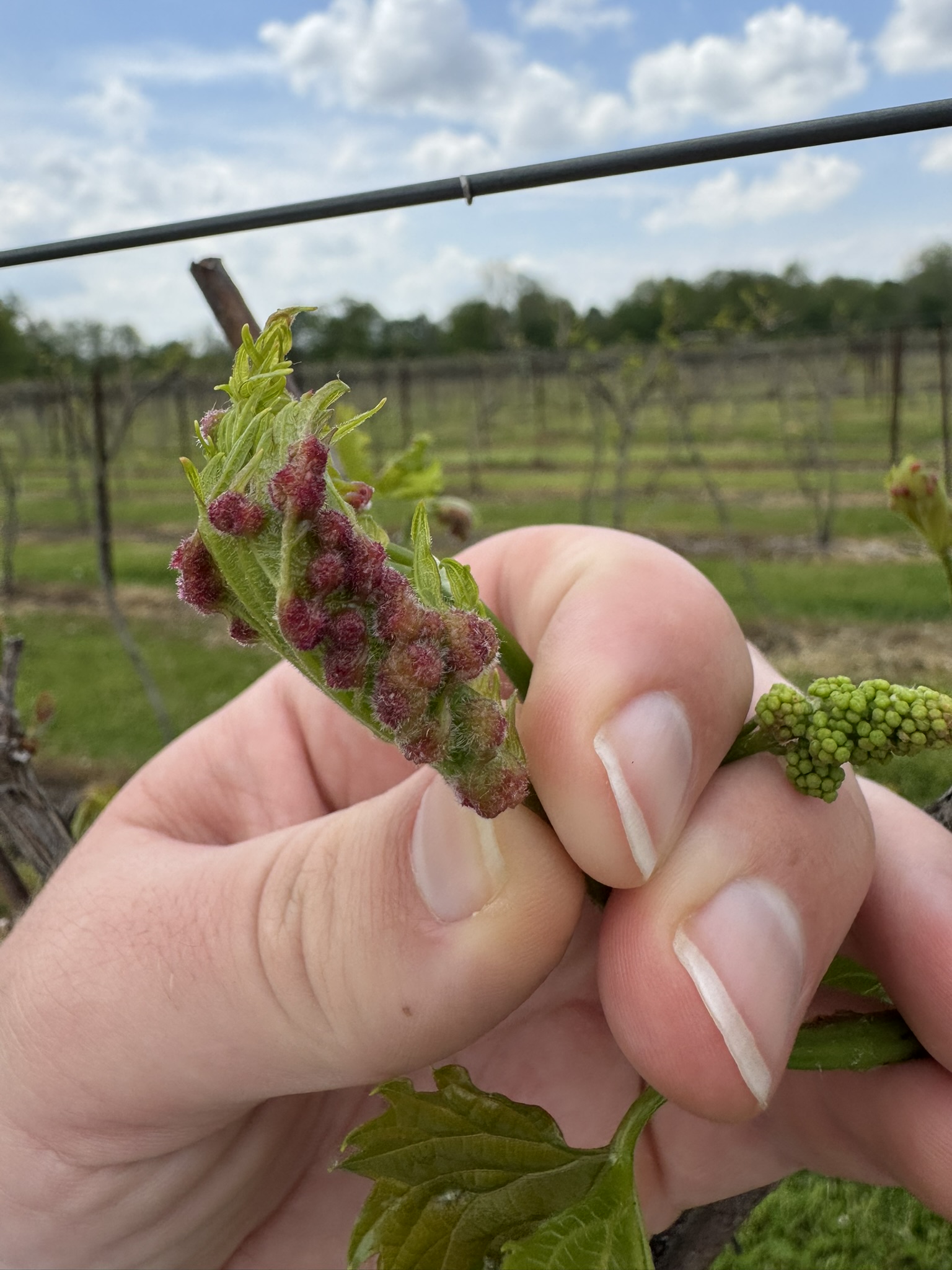 Tumid gallmaker galls on Marquette vines.