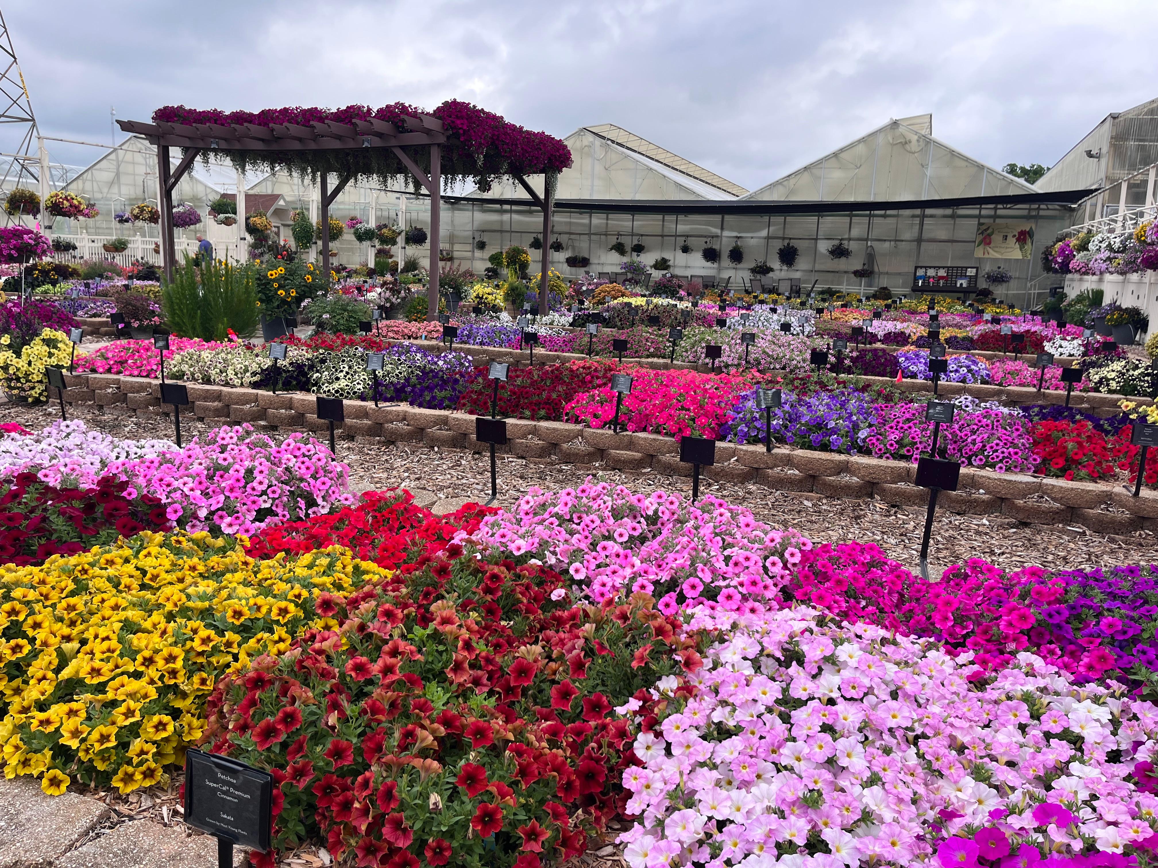 Rows of colorful flowering trial beds outside a greenhouse, showcasing masses of petunias, calibrachoa, and other annuals in bright mixed colors. A pergola draped with flowers stands in the center.