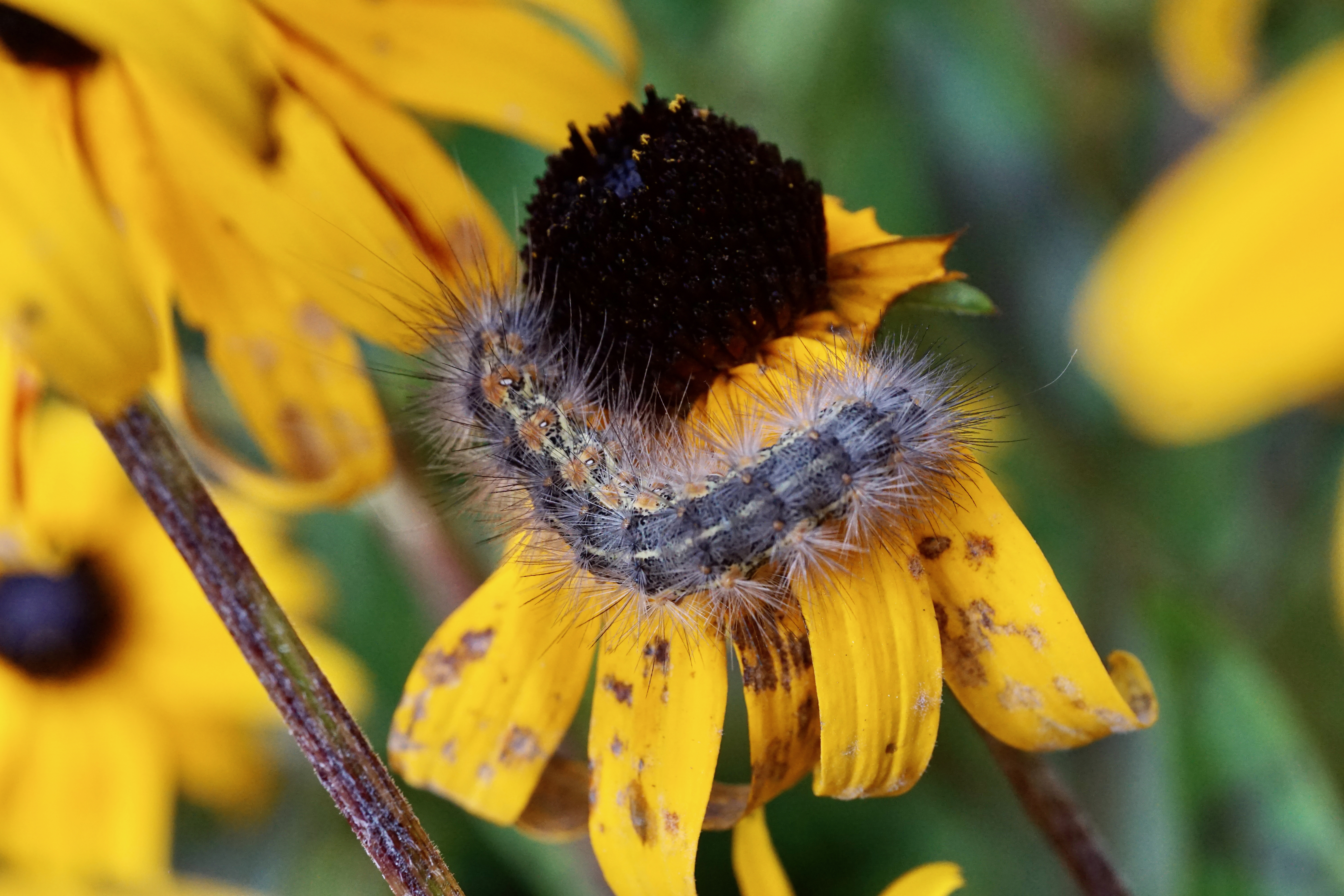 A fall webworm caterpillar on a yellow cone flower.