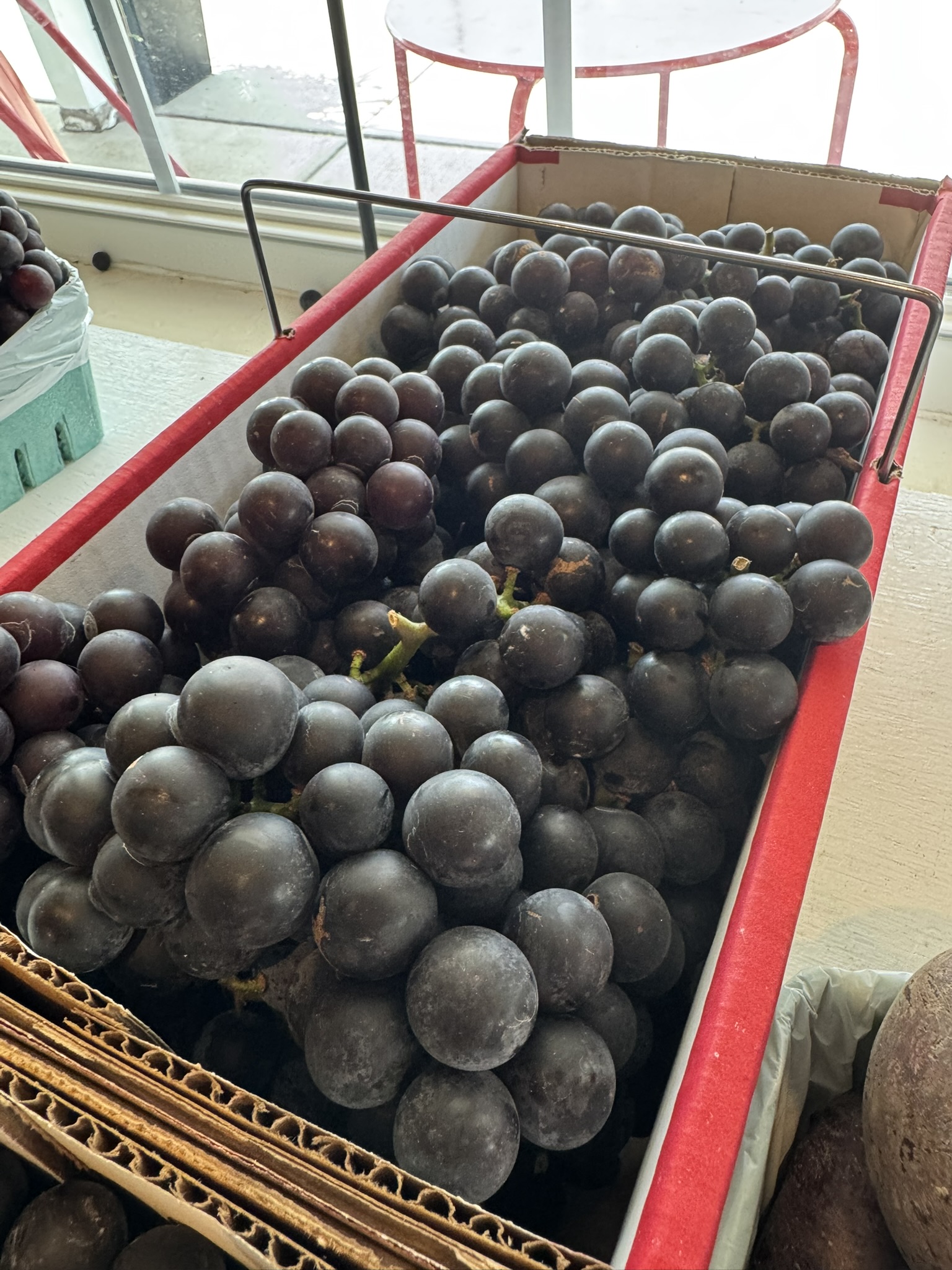 Grape_Fredonia_Store_Verellen_Sep8_2026.JPEG