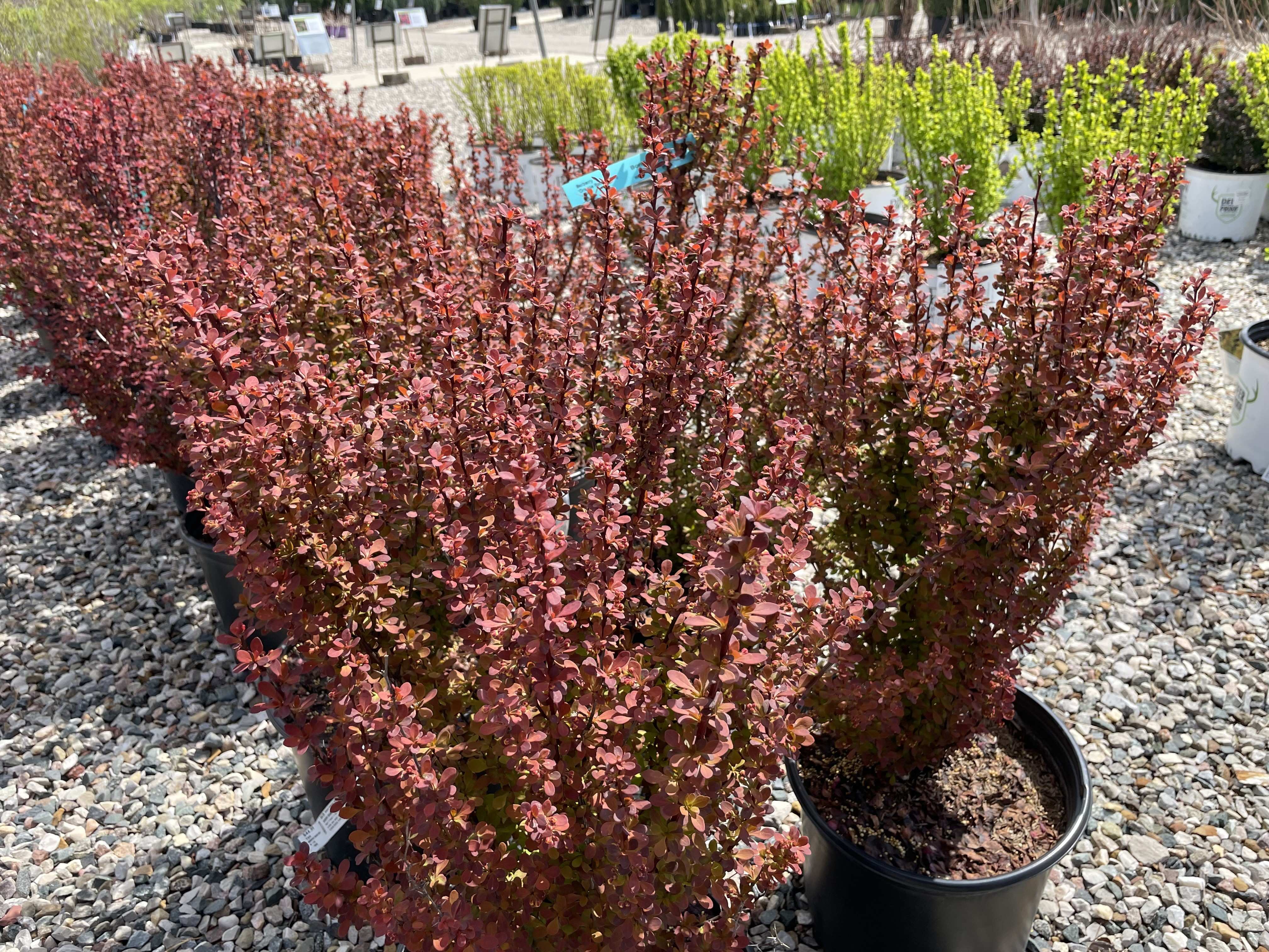 red plant in a black pot on a grey pebble path