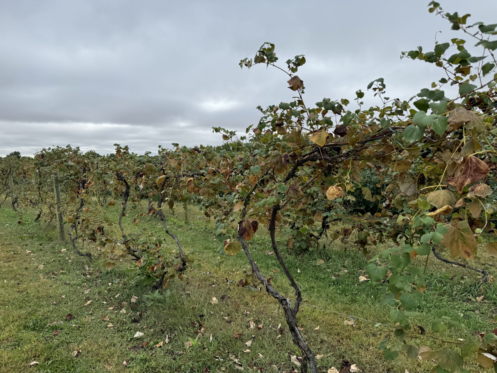 Grape vines after being harvested.