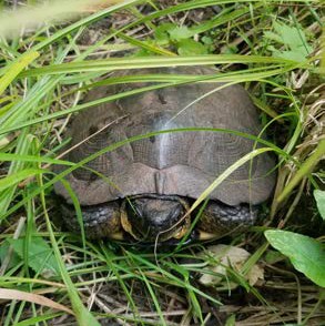 Turtle partially hidden in tall grass with only the front of its shell and head visible.