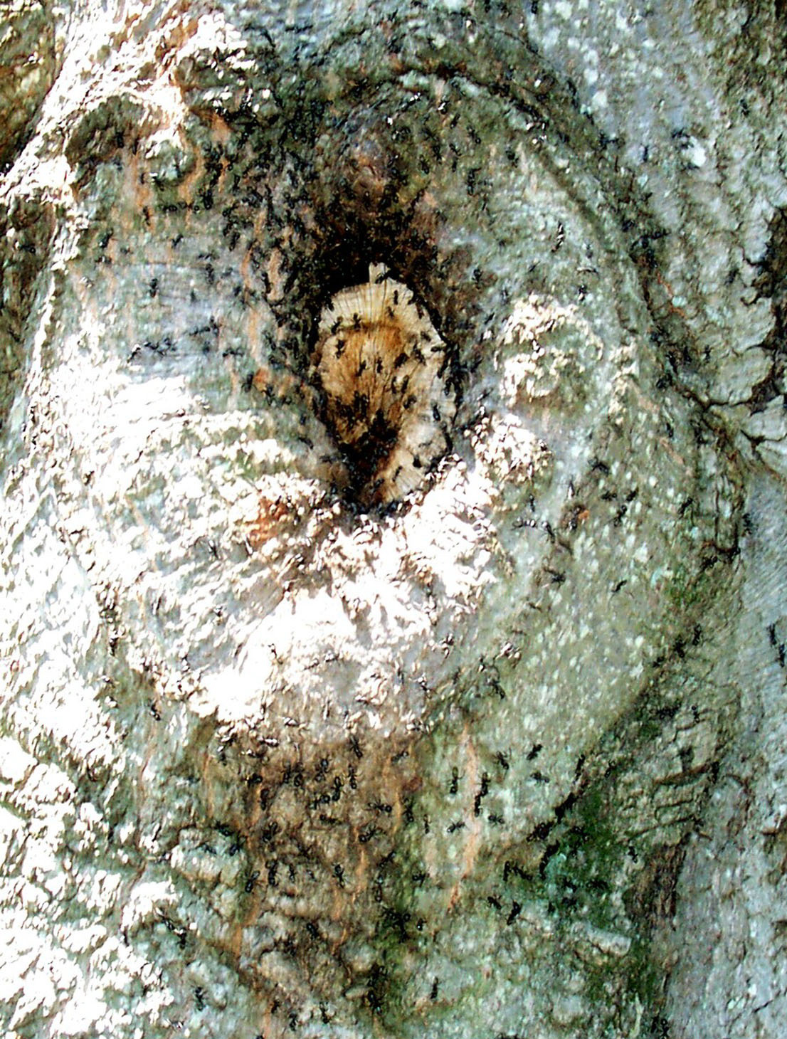 Dozens of black carpenter ants congregate on a tree.