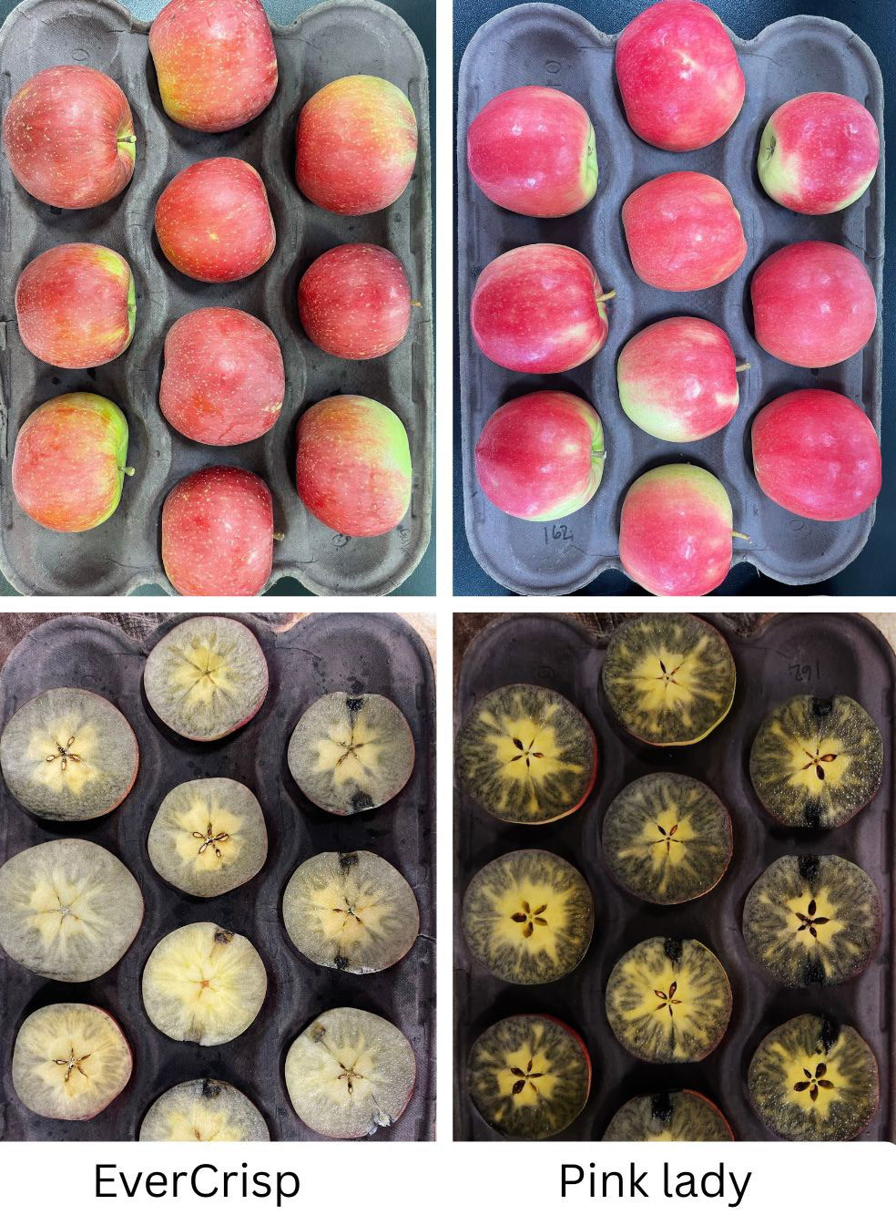 Fruit and starch staining of EverCrisp and Pink Lady fruit.