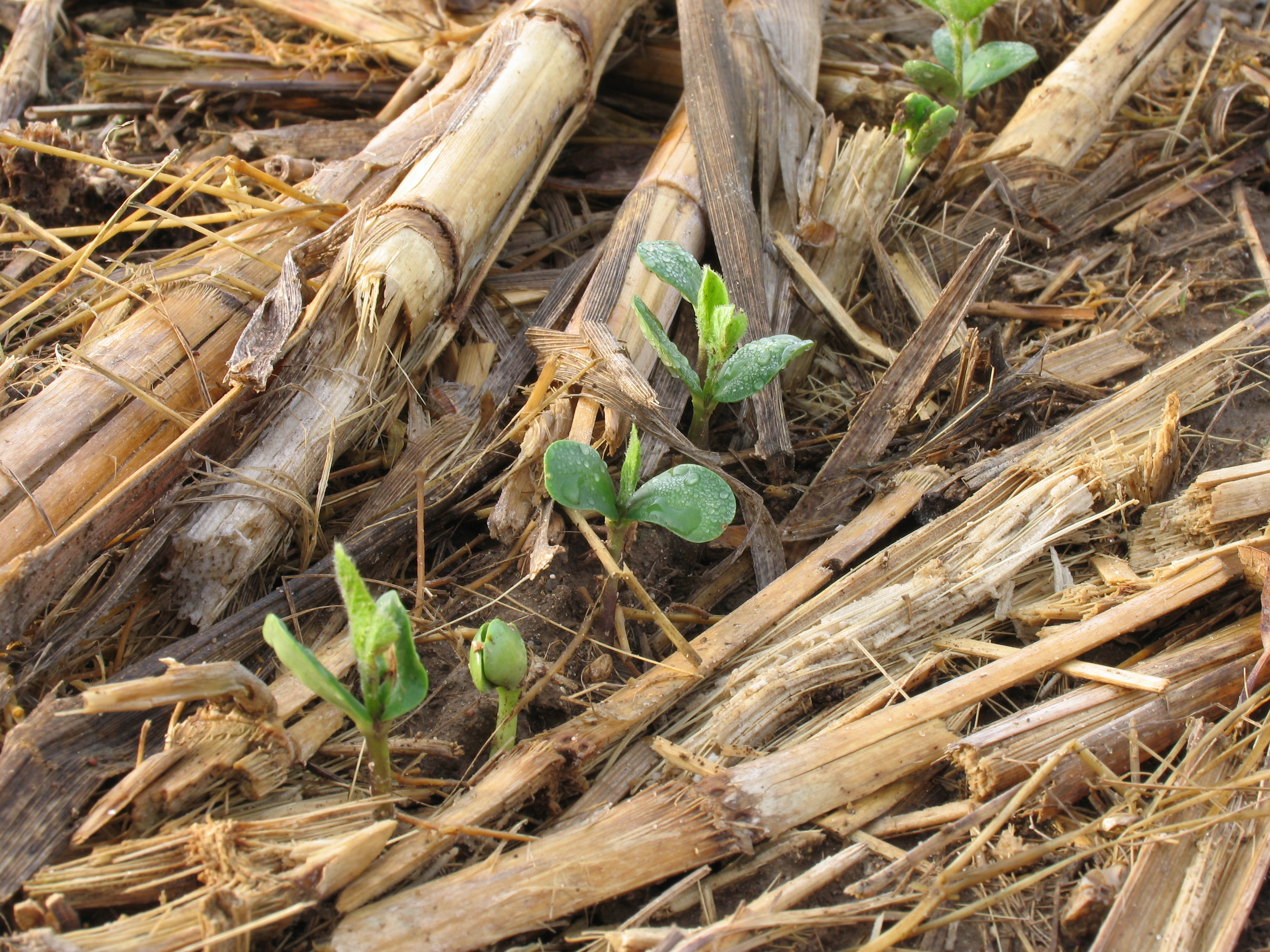 Soybean.KBS.LTER.0003.jpg