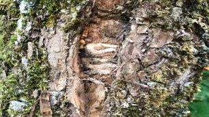 Close-up of damaged tree bark with exposed winding insect galleries beneath the surface caused by emerald ash borer larvae.