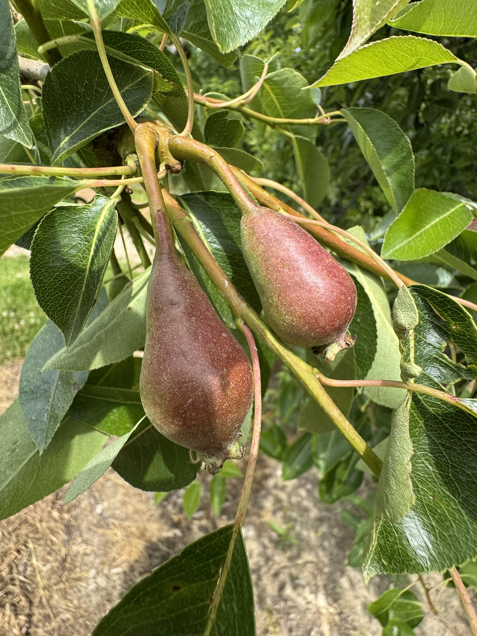 Unripe pear fruits that are beginning to turn red. 