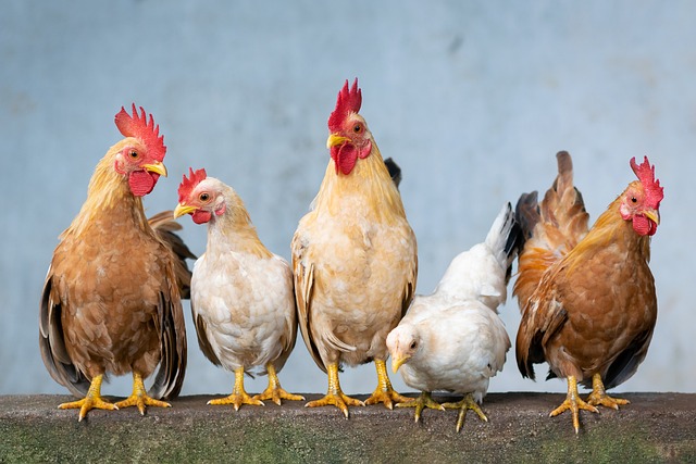 Image of five chickens